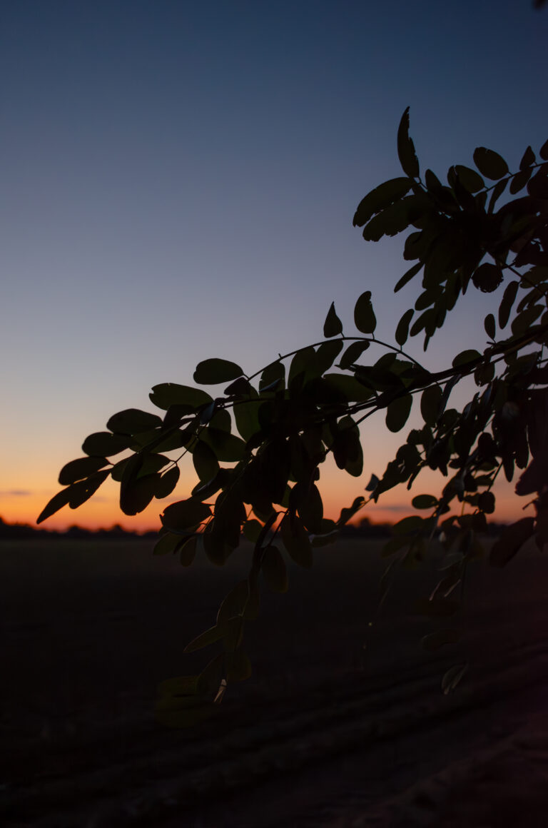 Landscape_2