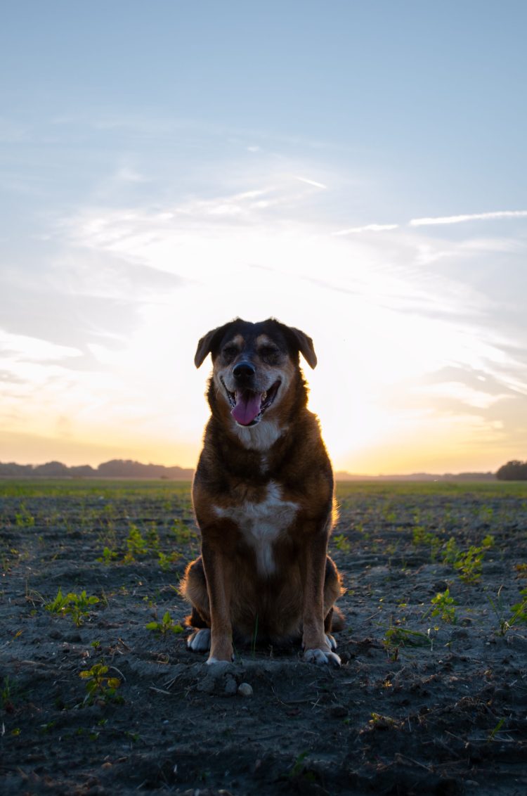 Bodka_3